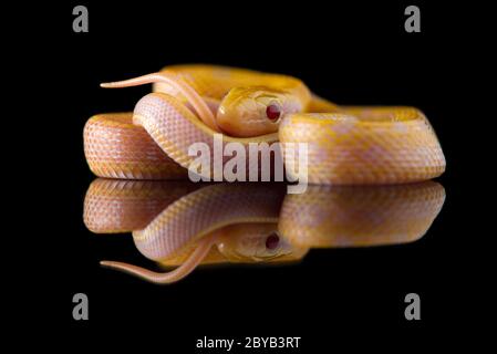 Beauty rat Snake albino isolated on black background Stock Photo