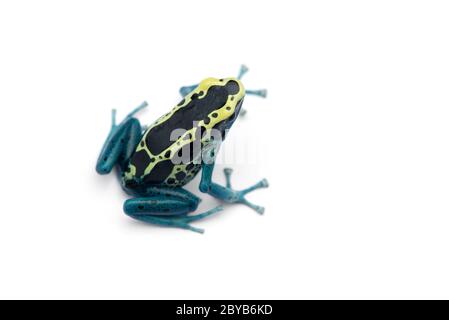 The poison dart frog isolated on white background Stock Photo