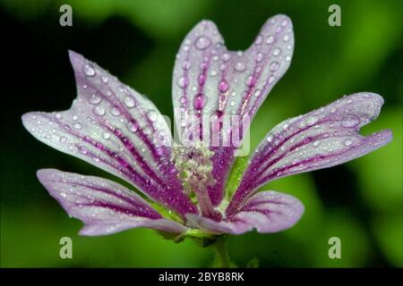 flower malva alcea moschata sylvestris lavatea arborea Stock Photo