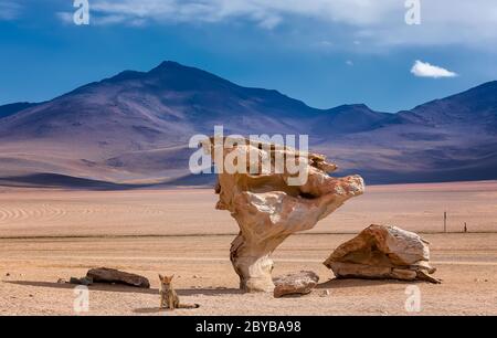 Wild Andean fox and Stone tree or arbol de piedra, the famous stone tree rock formation created by wind, in the Siloli desert in Bolivia Stock Photo