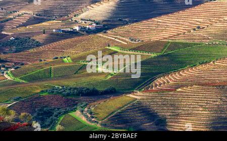 Aerial view of the terraces of vineyards and olive trees in the Douro Valley near the village of Pinhao, Portugal, Europe Stock Photo