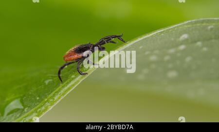 Wet deer tick lurking on green leaf with rain drops. Ixodes ricinus or scapularis. Motion of small parasite in dewy grass detail. Disease transmission. Stock Photo