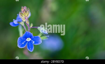 Closeup of blue germander speedwell flower on blurred green background. Veronica chamaedrys. Delicate small bloom and bud in natural melancholy scene. Stock Photo