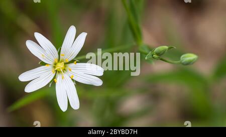 lesser stitchwort Stellaria holostea in flower Stock Photo - Alamy