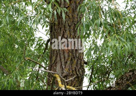 Hollow hollowed out in a tree trunk in the forest Stock Photo