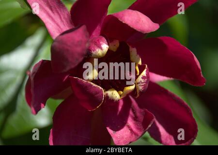 Macro of Carolina Allspice shrub Stock Photo