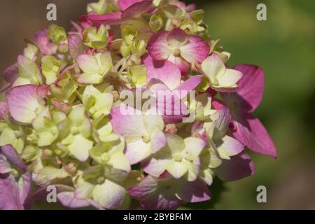 macro of Big Leaf Hydrangea purple and white blossom Stock Photo