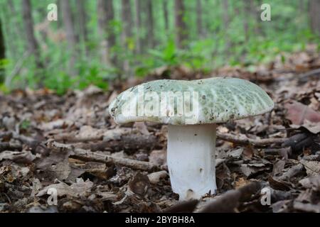 One single specimen of Russula virescens or Greencracked brittlegill  mushroom on forest soil, close up view, oak forest in background Stock Photo