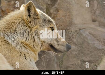 Grey wolf profile against  big rock background, focused on something in front of him, warm light in golden hour Stock Photo