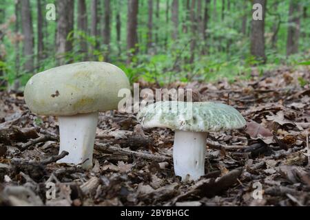 Two nice specimen of  Russula virescens or Greencracked brittlegill  mushroom in natural habitat,  oak trees in background Stock Photo