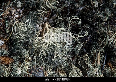 lichen growing on rocks ashore in Port Charcot Antarctica Stock Photo