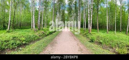 Panoramic image of the straight path in the forest among birch trunks in sunny weather, sun rays break through the foliage, nobody Stock Photo