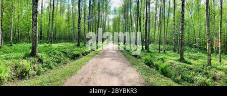 Panoramic image of the straight path in the forest among birch trunks in sunny weather, sun rays break through the foliage, nobody Stock Photo