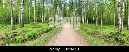 Panoramic image of the straight path in the forest among birch trunks in sunny weather, sun rays break through the foliage, nobody Stock Photo