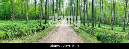 Panoramic image of the straight path in the forest among birch trunks in sunny weather, sun rays break through the foliage, nobody Stock Photo