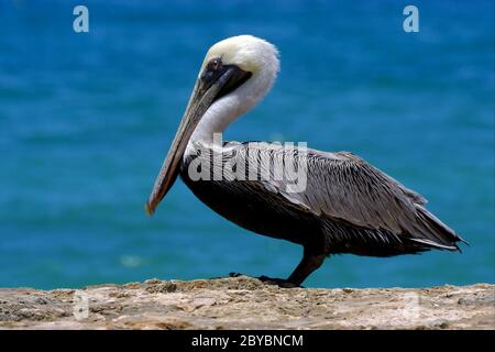 f little white black pelican whit black eye Stock Photo