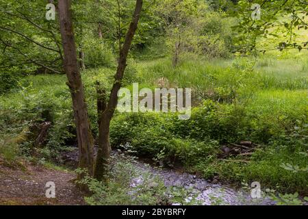 Small pond in the Silberbachtal nature reserve near Glashuetten-Schlossborn, Hesse, Germany Stock Photo