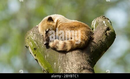 Sleeping coatimundi Stock Photo