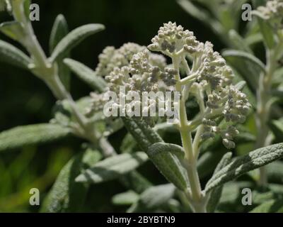 Buddleja  'Silver Anniversary' flower buds close up Stock Photo