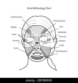 Facial Reflexology Chart. Vector Stock Vector Image & Art - Alamy