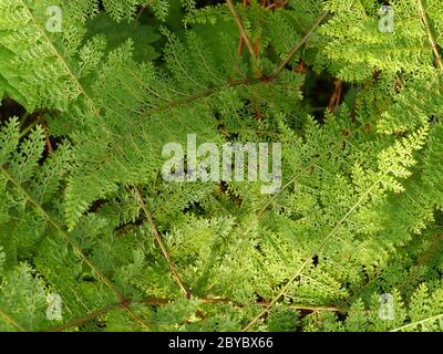 Araiostegia, from Taiwan, hares-foot fern Stock Photo