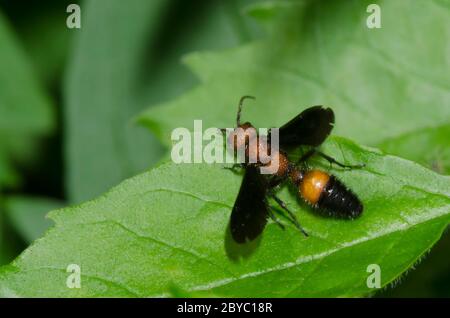 Velvet Ant, Sphaeropthalma pensylvanica, male Stock Photo