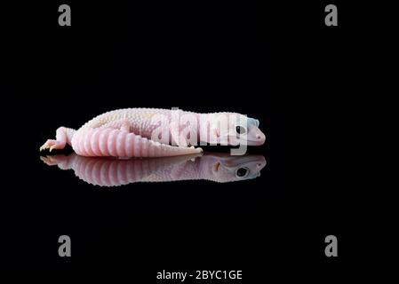The common leopard gecko isolated on black background Stock Photo