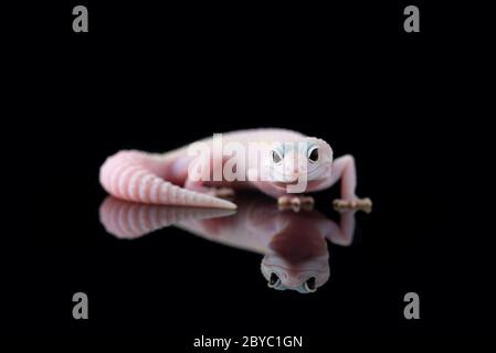The common leopard gecko isolated on black background Stock Photo