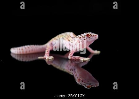 The common leopard gecko isolated on black background Stock Photo