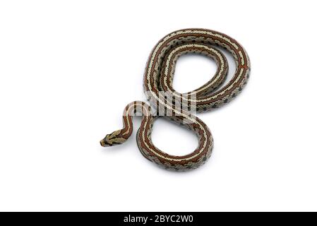 The European ratsnake isolated on white background Stock Photo