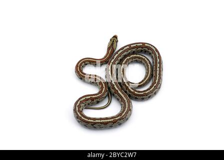 The European ratsnake isolated on white background Stock Photo