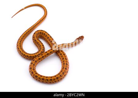 Steppe rat snake top view isolated on white bacground Stock Photo - Alamy