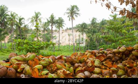 Disposed coconut husks on the ground Stock Photo