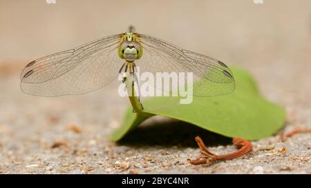 Dragonfly on a leaf Stock Photo