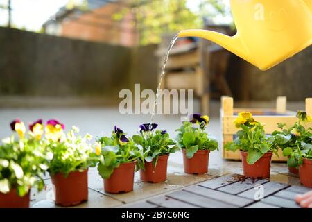 Watering colorful pansies on sunny summer day. Gardening and fun summer activities. Stock Photo