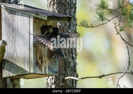 The beautiful common starling (Sturnus vulgaris) feed the nestling deep in the throat while showing the beautiful back at the nest box in Uppland, Swe Stock Photo