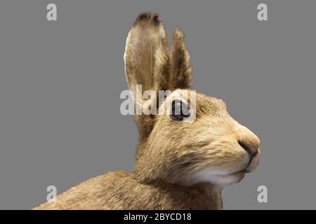 Lepus europaeus. close-up of a wild hare of the Italian Alps Stock Photo