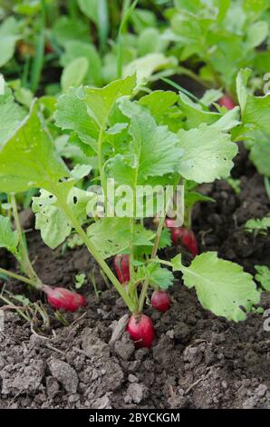 Radish growing in the garden. Agriculture, nitrate-free products. Stock Photo