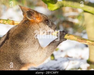 Swamp wallaby in the snow, eating Stock Photo