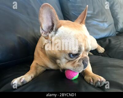 French Bulldog lying down on sofa and playing with a squeaky ball Stock Photo