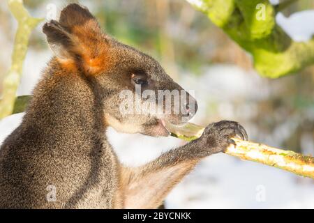 Swamp wallaby in the snow, eating Stock Photo