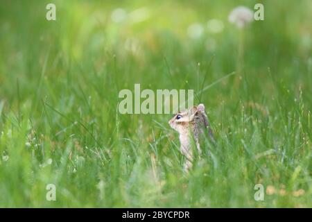 A cute little Eastern Chipmunk Tamias striatus foraging in the grass in summer near it's burrow.