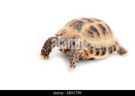 Asian (Russian) tortoise on white Stock Photo