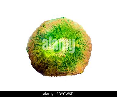 Doughnut colorful LPS Coral - (Acanthophyllia deshayesiana) Stock Photo