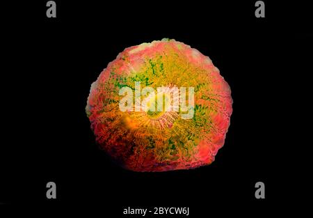 Doughnut colorful LPS Coral - (Acanthophyllia deshayesiana) Stock Photo