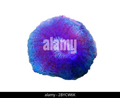 Doughnut colorful LPS Coral - (Acanthophyllia deshayesiana) Stock Photo