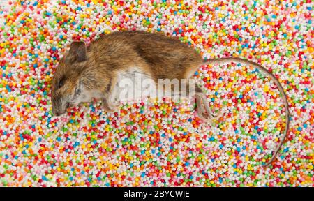 Dead mouse on candy decorations Stock Photo