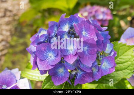 closeup view flowers hydrangea hortensia plant with daylight Stock Photo