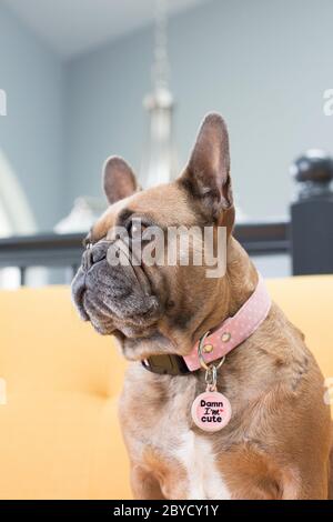 A french bulldog wearing a collar and tag that reads 'Damn I'm Cute'. Stock Photo