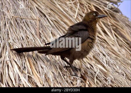 side of brown sparrow whit gold eye Stock Photo